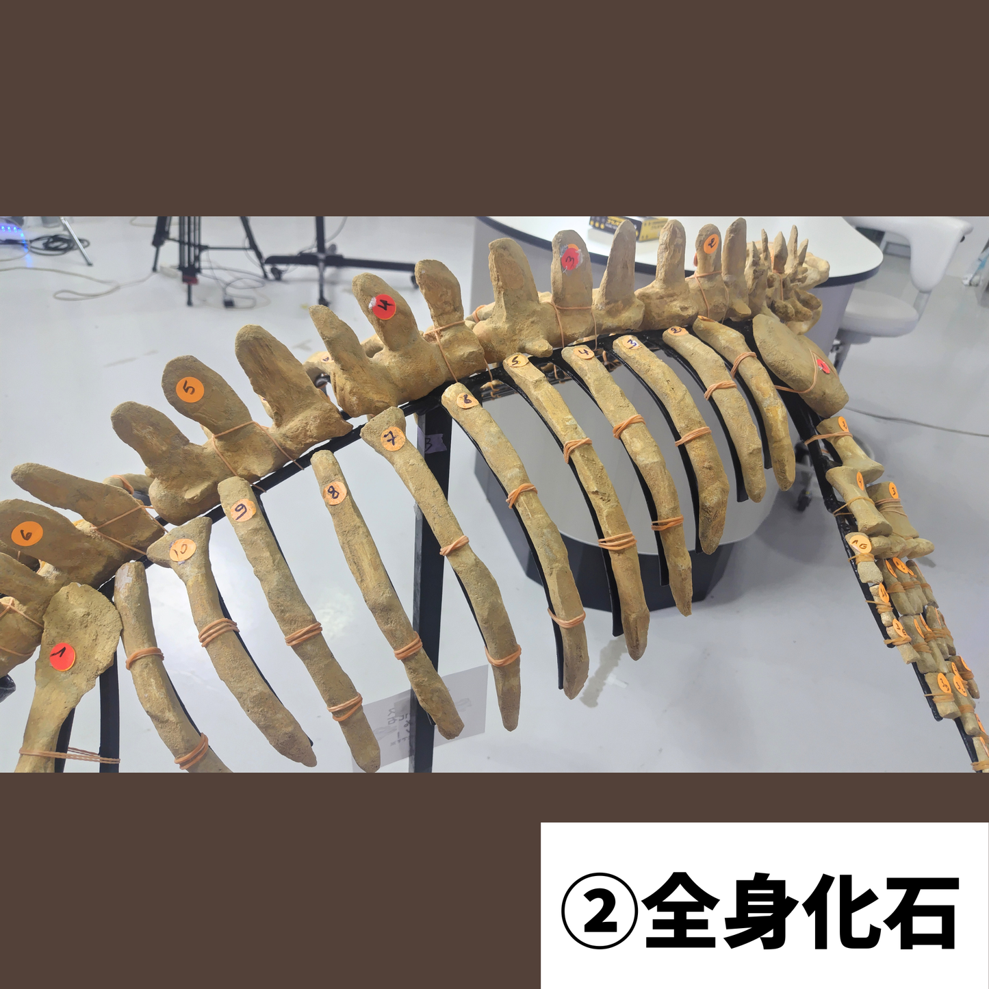 モササウルス化石/全身化石