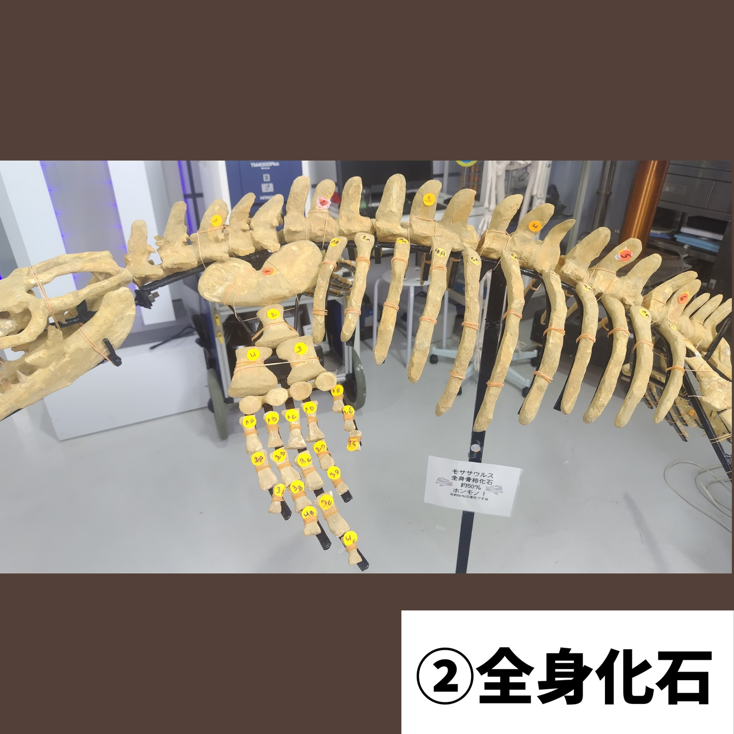 モササウルス化石／全身化石