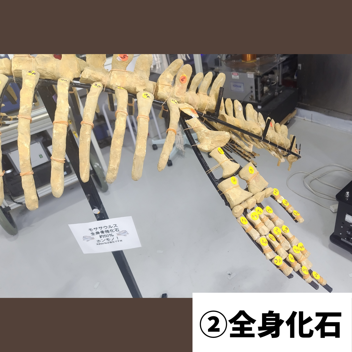モササウルス化石／全身化石