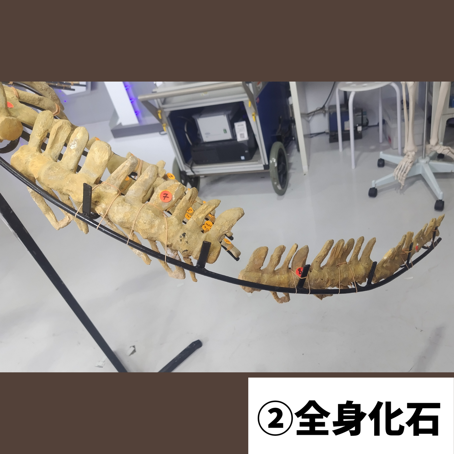 モササウルス化石／全身化石
