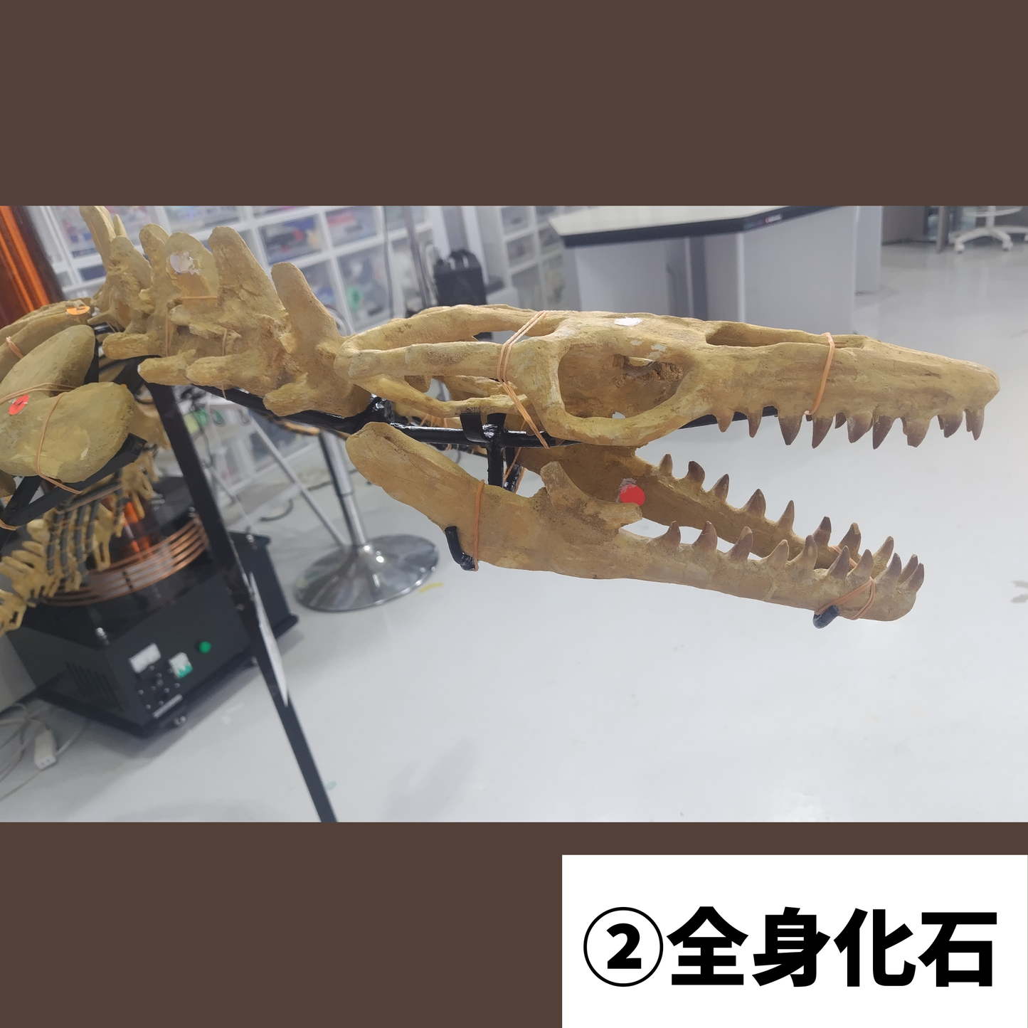 モササウルス化石／全身化石