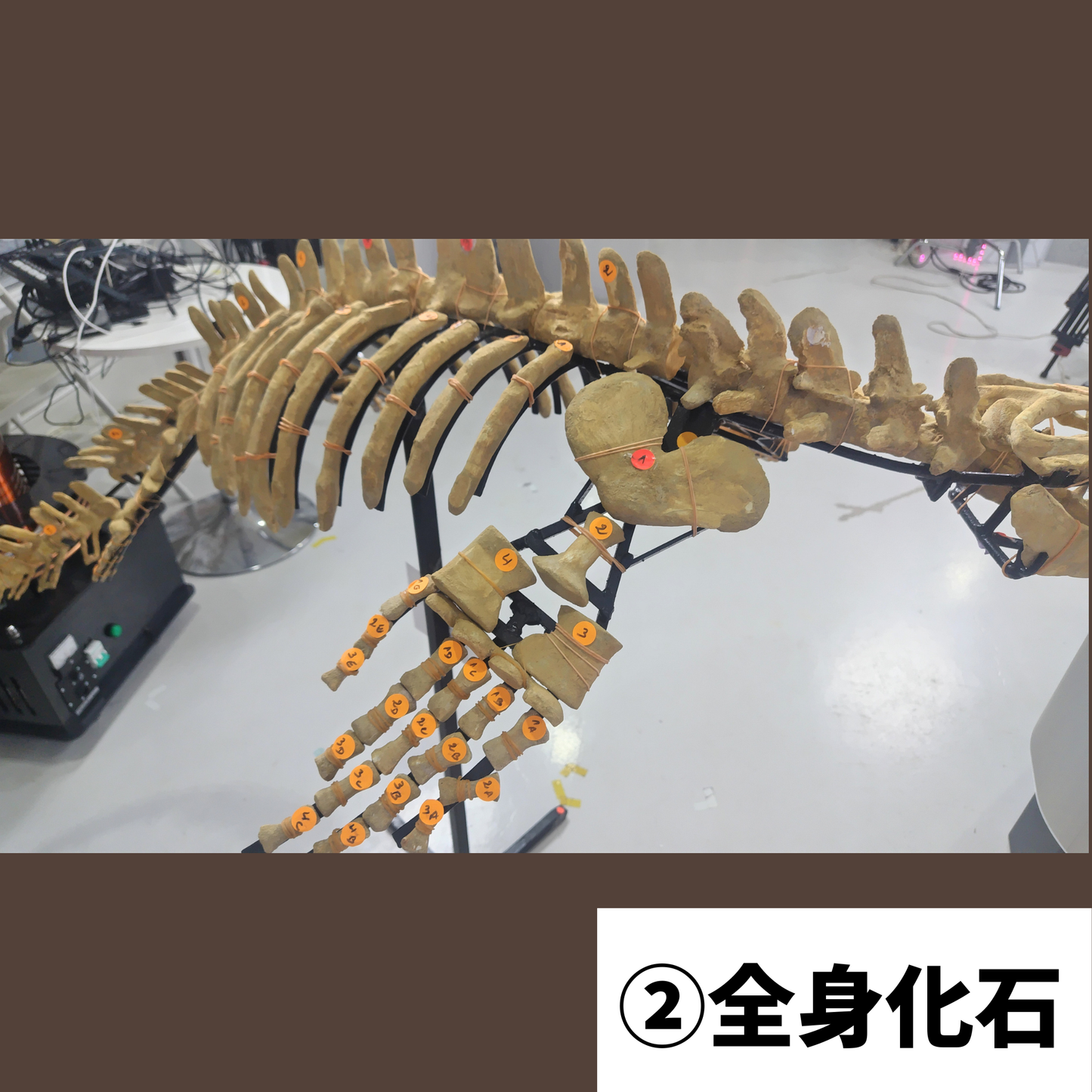モササウルス化石／全身化石