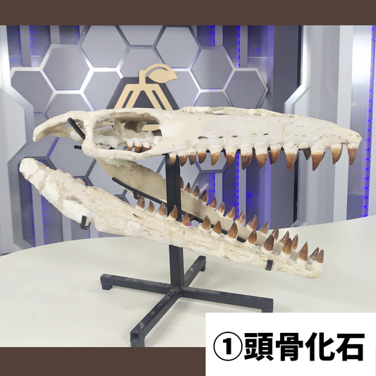 モササウルス化石／頭骨化石