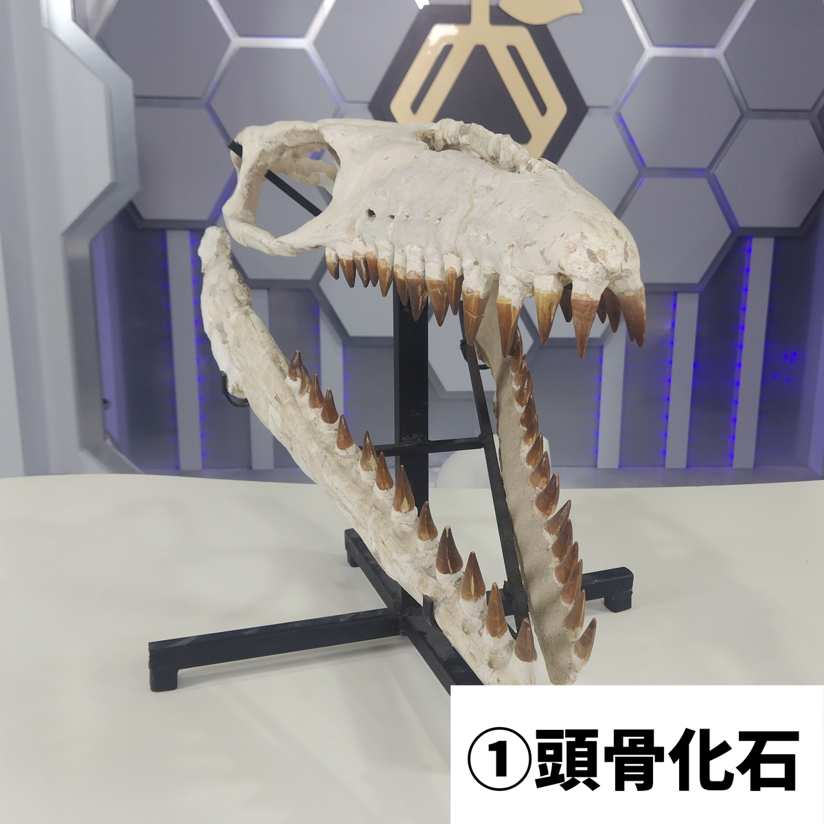 モササウルス化石/頭骨化石 – GENKI LABO モササウルス化石/頭骨化石 – GENKI LABO