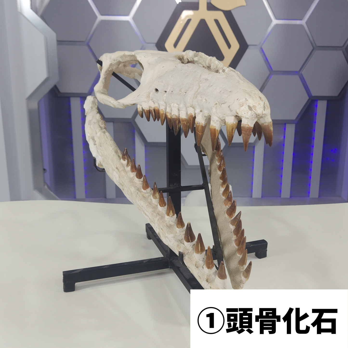 モササウルス化石／頭骨化石