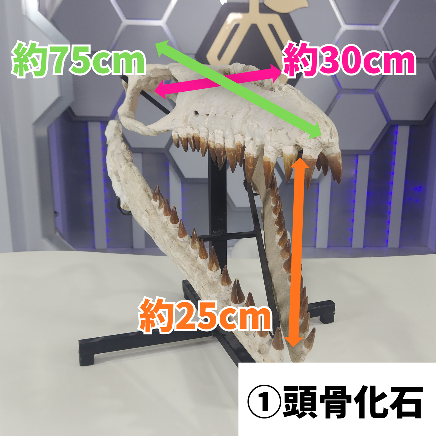 モササウルス化石／頭骨化石