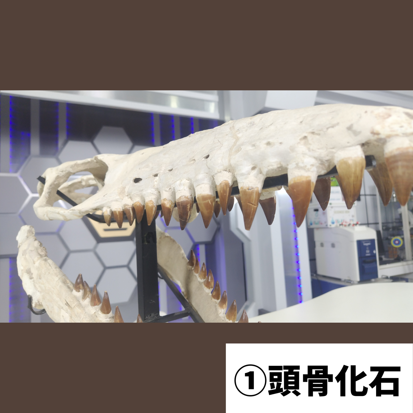 モササウルス化石／頭骨化石