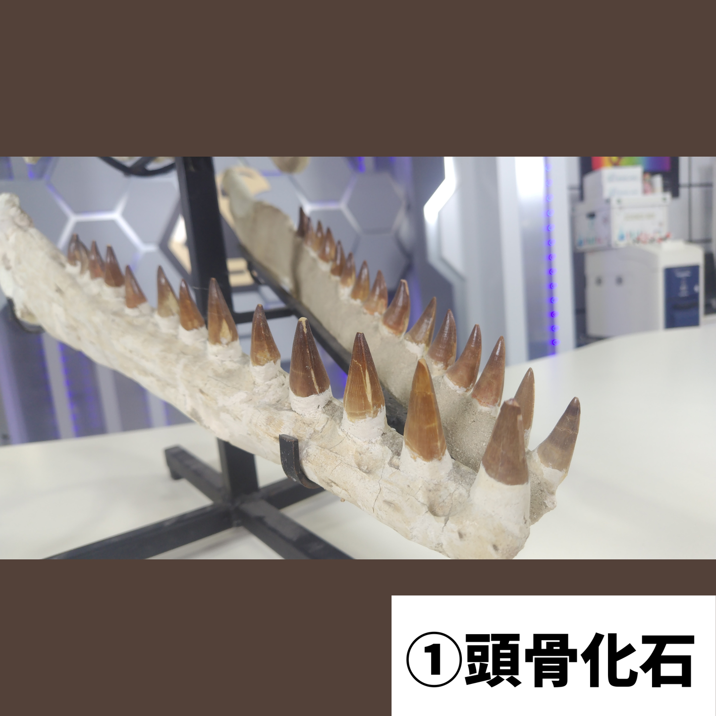 モササウルス化石／頭骨化石