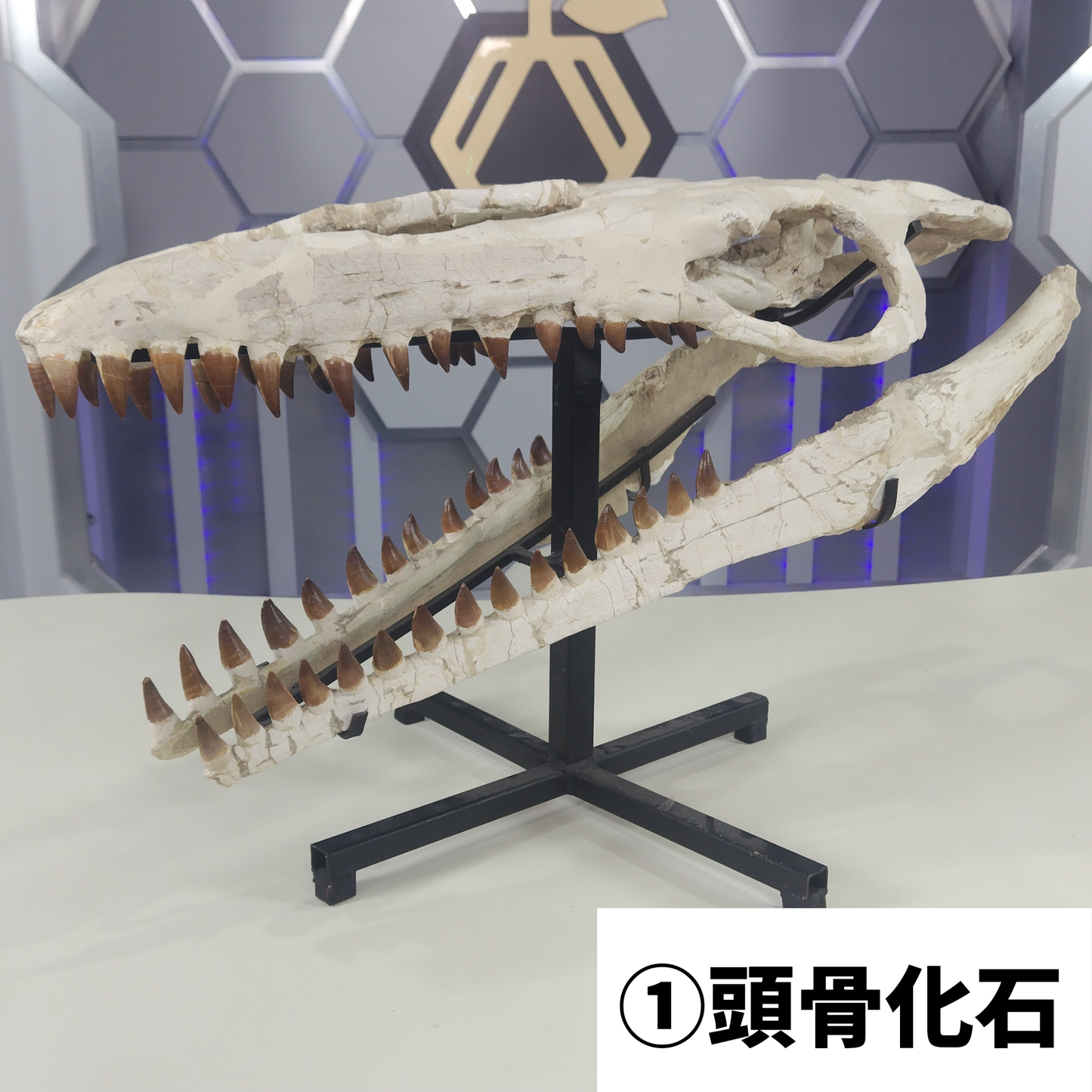 モササウルス化石／頭骨化石