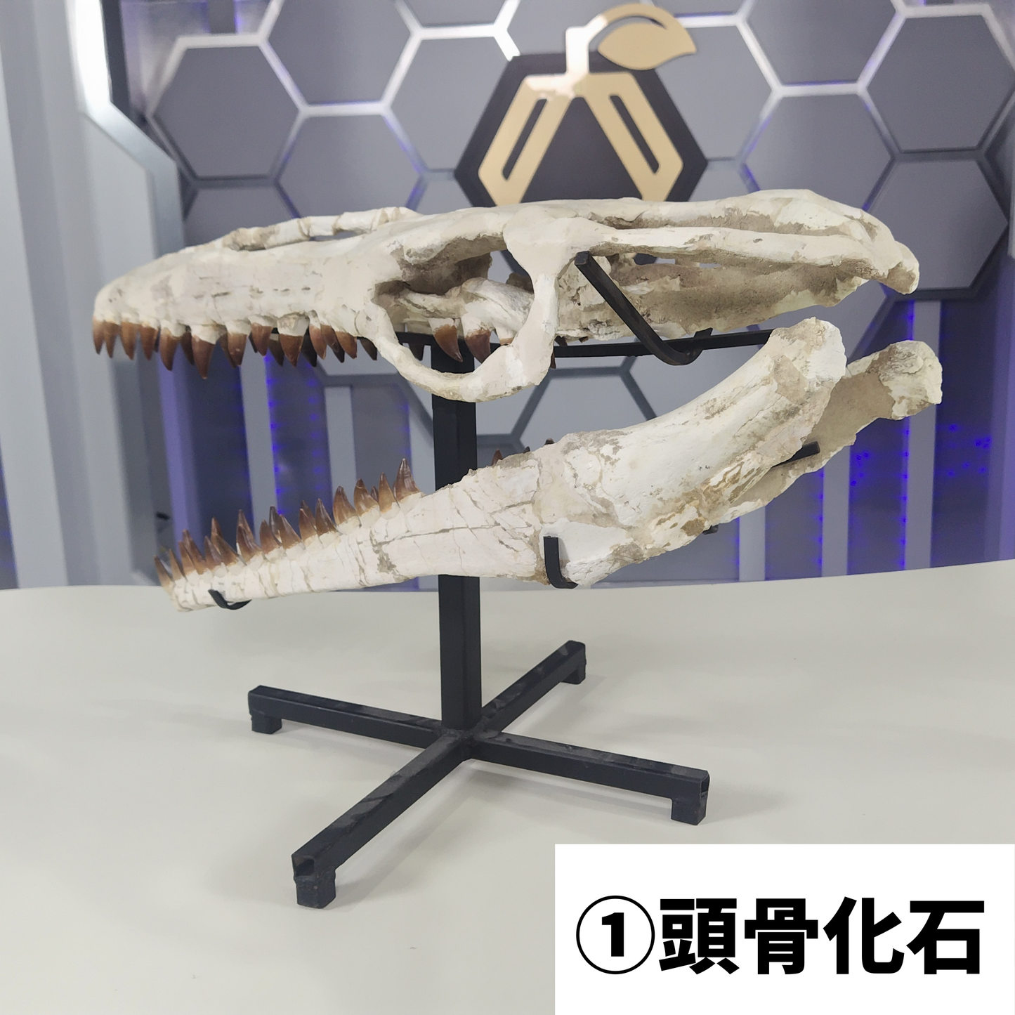 モササウルス化石／頭骨化石