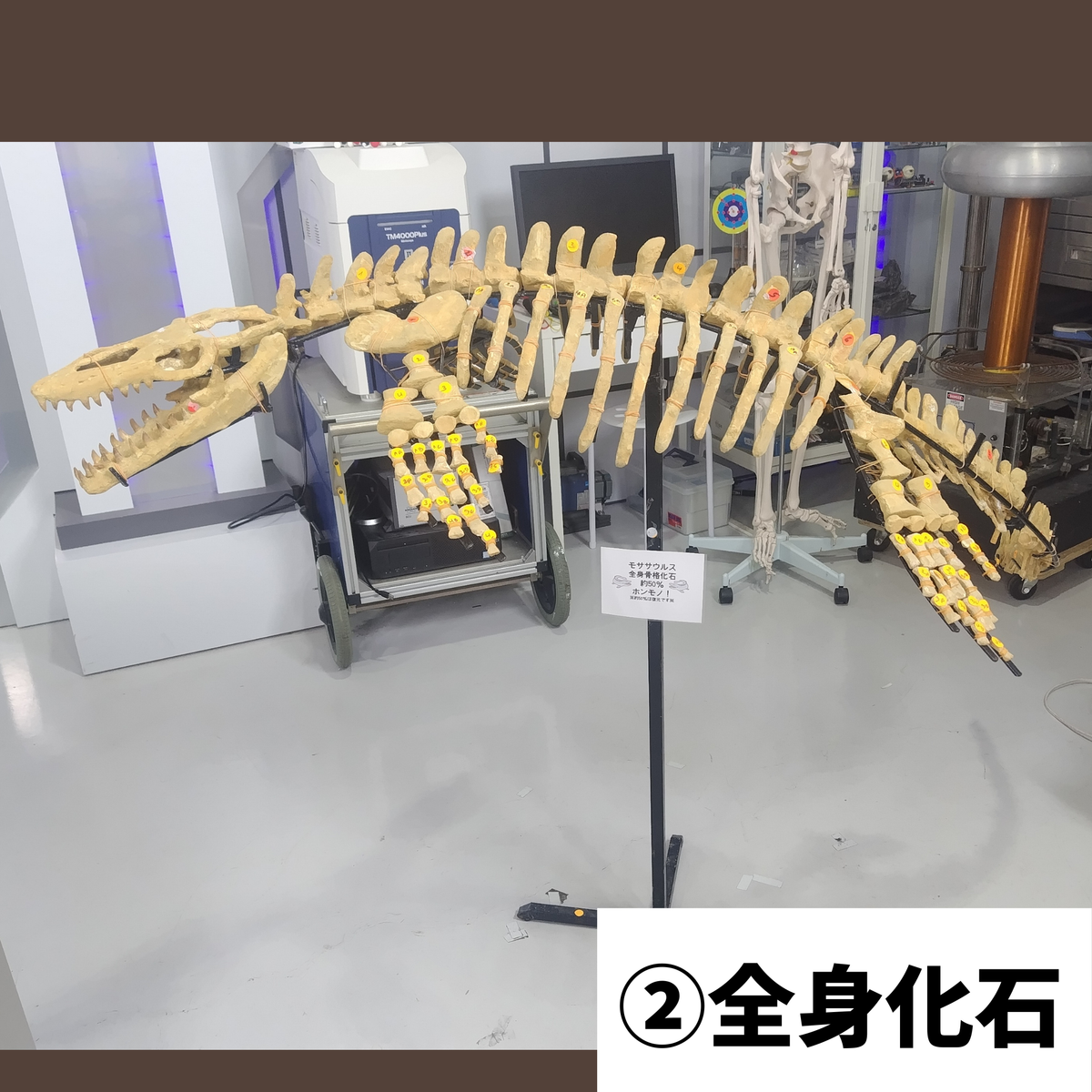 モササウルス化石／全身化石 – GENKI LABO
