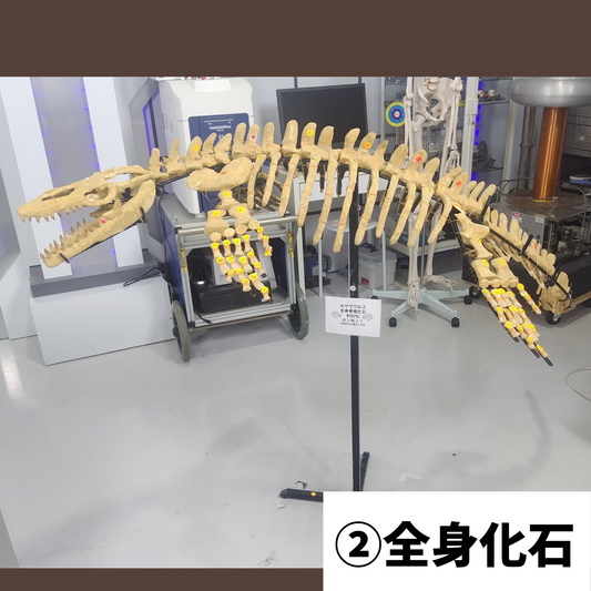 モササウルス化石／全身化石