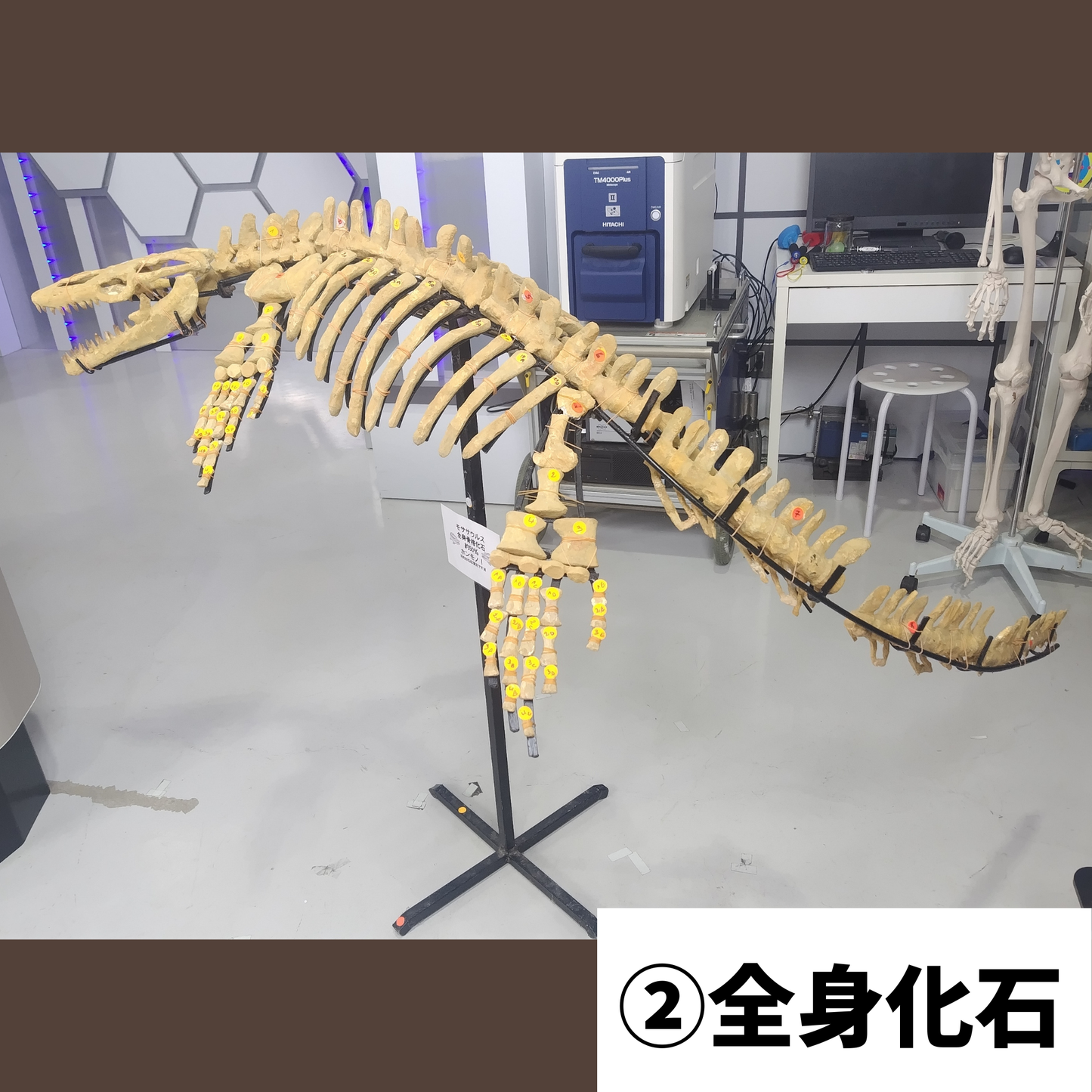 モササウルス化石／全身化石