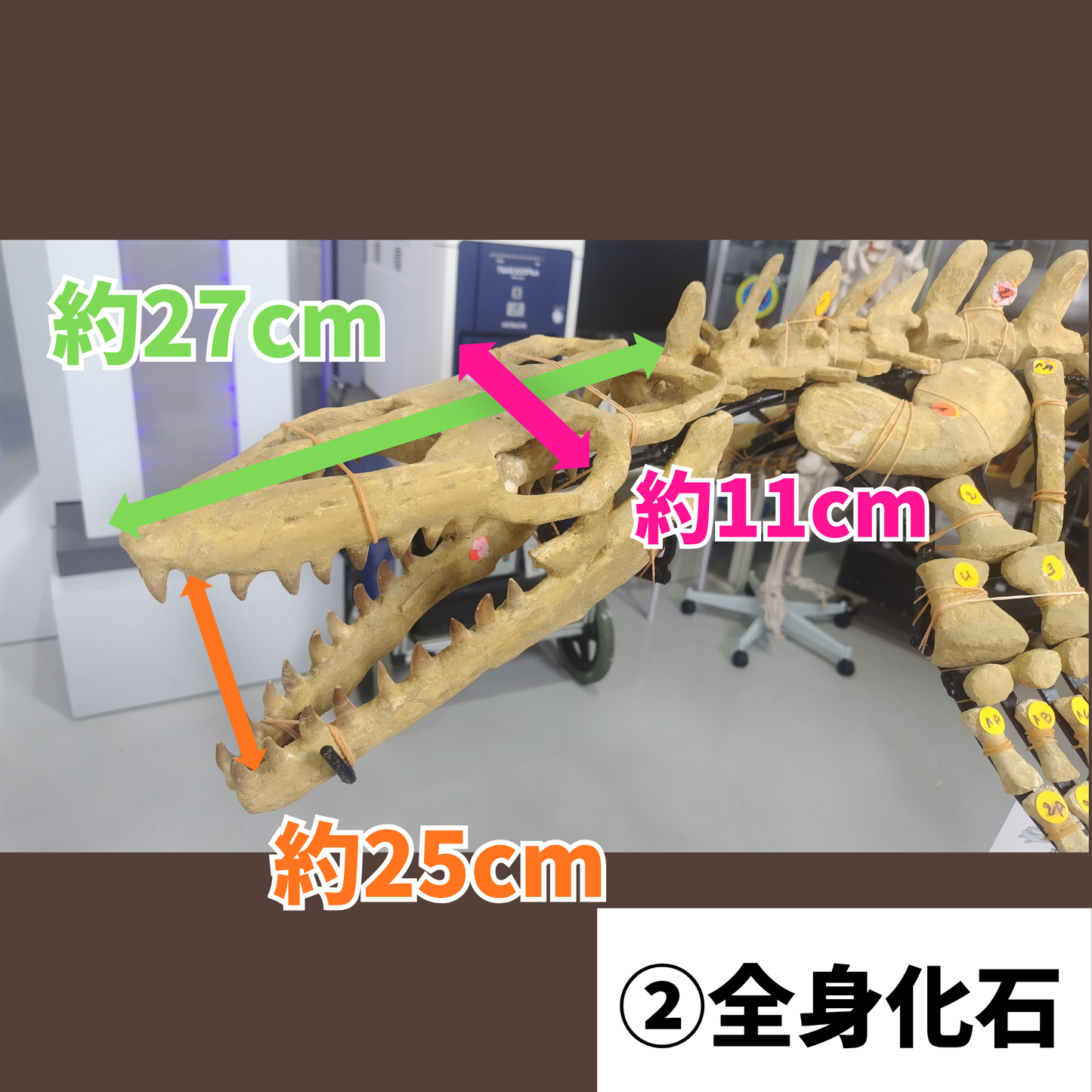 モササウルス化石／全身化石