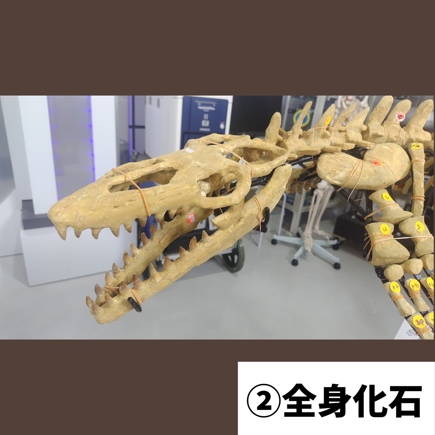 モササウルス化石／全身化石