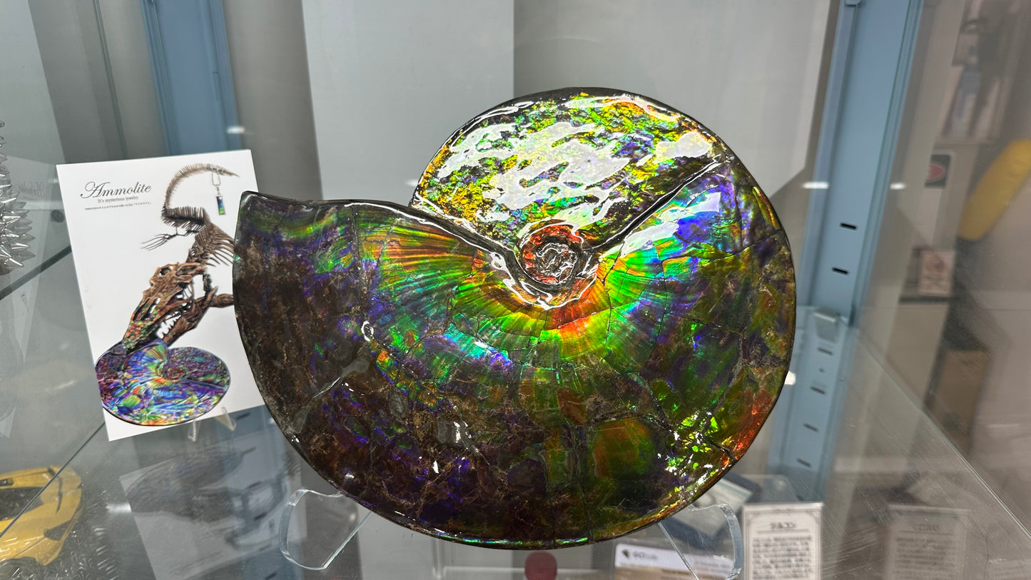 アンモライト