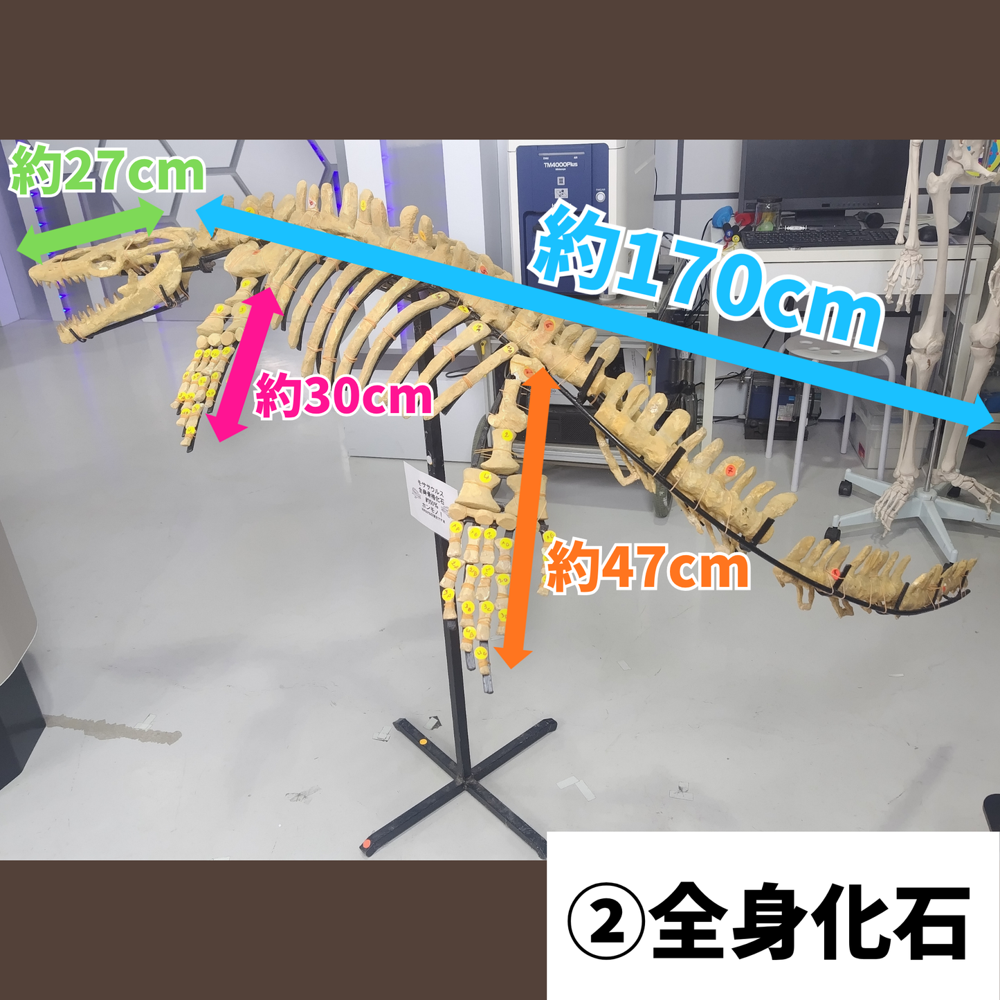モササウルス化石／全身化石
